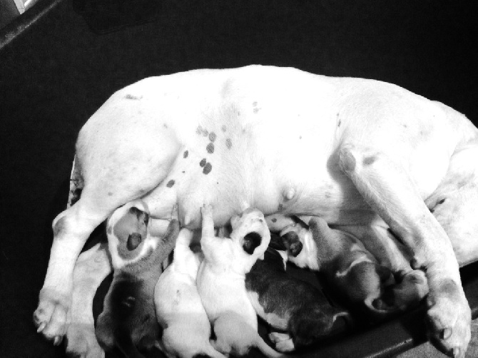 Burdigala's Bulls - Portée Héra x Freedom