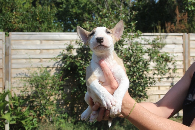 CHIOTS HÉRA X FREEDOM 2014
